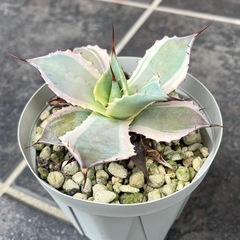 アガベ・ホワイトエッジの画像