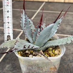 アガベ・屈原の舞扇の画像