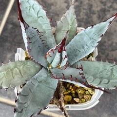 アガベ・屈原の舞扇の画像