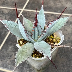 アガベ・屈原の舞扇の画像