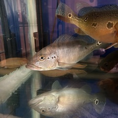 キクラ二匹フォーゴとピクティ
セットで！！の画像