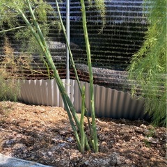 完全無農薬！アスパラガスの苗 の画像