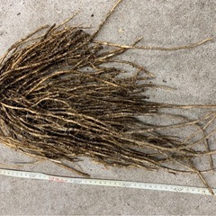 完全無農薬！アスパラガスの苗 の画像