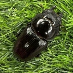 [国産オオクワガタNO:202]即ブリYG871系統  78ミリペアー   の画像