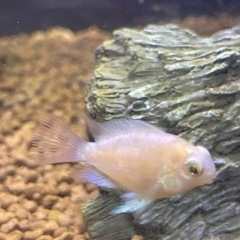 パロットシクリッド ベビー3匹（約2.5〜3cm）の画像