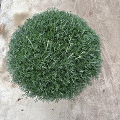 ローダンセマムの画像