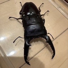 パラワンオオヒラタ♂単の画像