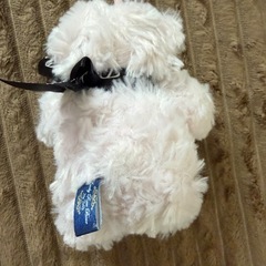 クマのぬいぐるみの画像