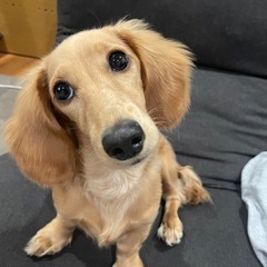 10ヶ月のミニチュアダックスフント