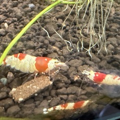 レッドビーシュリンプ
の画像