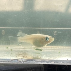 めだか-グラディオ×エンゼル-♂3匹の画像