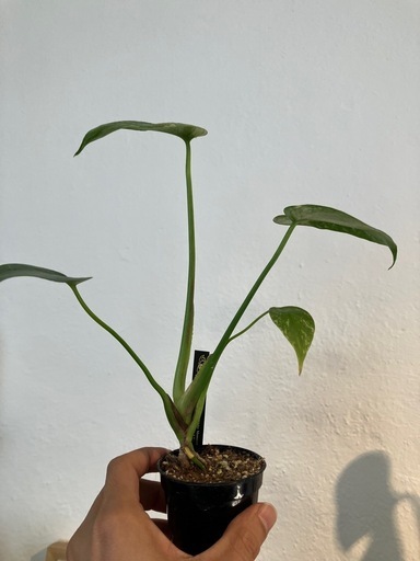 モンステラホワイトモンスター観葉植物