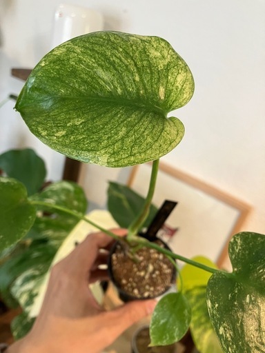 モンステラホワイトモンスター観葉植物
