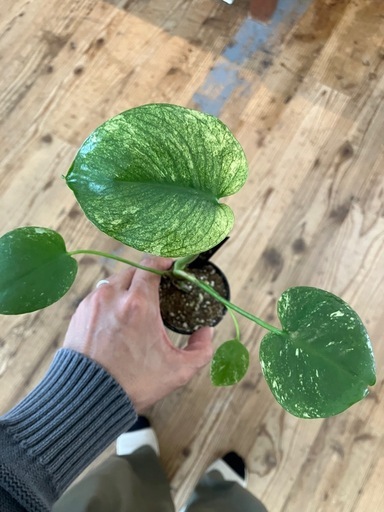 モンステラホワイトモンスター観葉植物