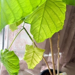 ウンベラータ鉢植え の画像