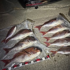 タコカリーjr 激レア品の画像