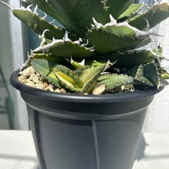 NO.1アガベ　　チタノタ　ソーラーエクリプス子株3株付きの画像