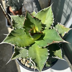 NO.1アガベ　　チタノタ　ソーラーエクリプス子株3株付きの画像