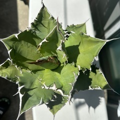 NO.2アガベ　チタノタ　ソーラーエクリプス子株３株付きの画像