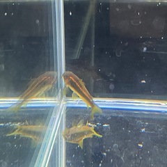 コリドラスイルミネータスオレンジbreedセットの画像