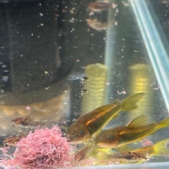 コリドラスイルミネータスオレンジbreedセットの画像