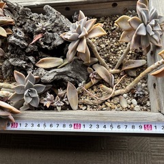 ブロンズ姫 多肉植物の画像