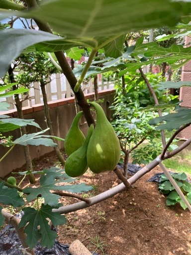 イチジク穂木3品種6本 (aya) 長崎の家庭用品《ガーデニング》の中古