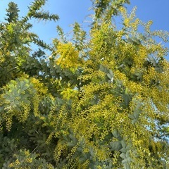 ミモザ   花付き枝の画像