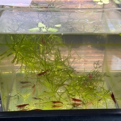 チェリーシュリンプ 20匹以上(決まりました)の画像