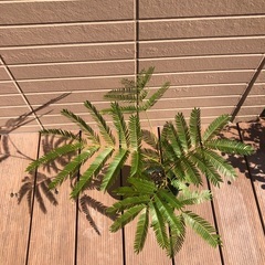 エバーフレッシュ② 観葉植物⑤ グリーンの画像