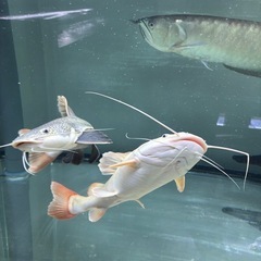 レッドテールキャットの画像