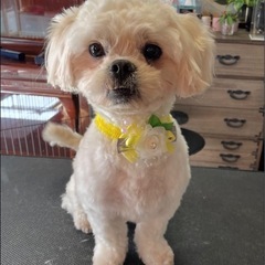 シーズ✖︎トイプードルMIX