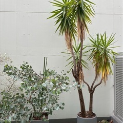 観葉植物3つの画像