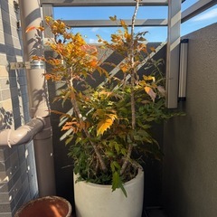 観葉植物(南天の木、金のなる木)、鉢の画像