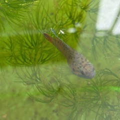 闘魚6匹稚魚（熱帯魚）の画像