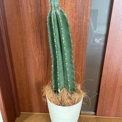サボテン
の画像