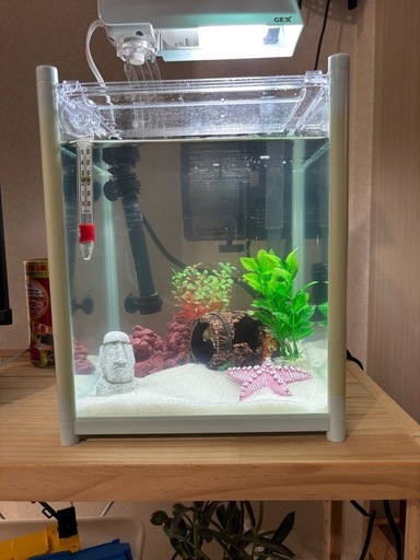 海水魚飼育セット（魚は一度も飼育してませんので綺麗です）