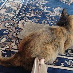 野良猫のミィちゃん(メス) まだ子猫だと思います。 − 静岡県