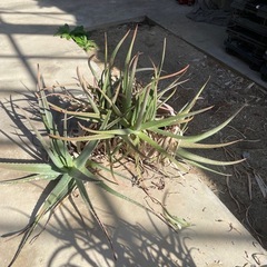 アロエ　多肉植物の画像