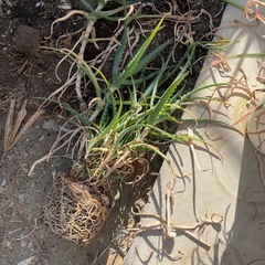 アロエ　多肉植物の画像