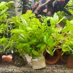水草　ハイグロフィラ・ポリスペルマの画像