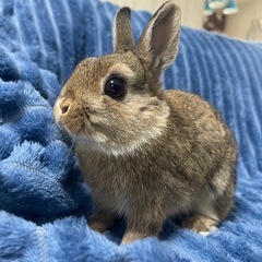 ネザーランドドワーフ　怖いもの知らずなチビすけ