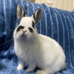 ネザーランドドワーフ　可愛いチビうさぎ