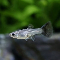 メタルスネークスキンブルーテールグッピーの画像