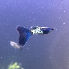 メタルスネークスキンブルーテールグッピーの画像