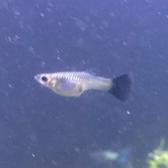 メタルスネークスキンブルーテールグッピーの画像