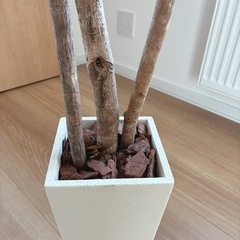 ベンジャミン　フェイクグリーンの画像