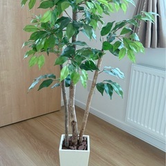 ベンジャミン　フェイクグリーンの画像