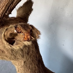 鹿　シカ　剥製　1頭　全身　　オブジェの画像