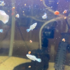 プラチナホワイトブルーアイバルーンモーリー稚魚の画像